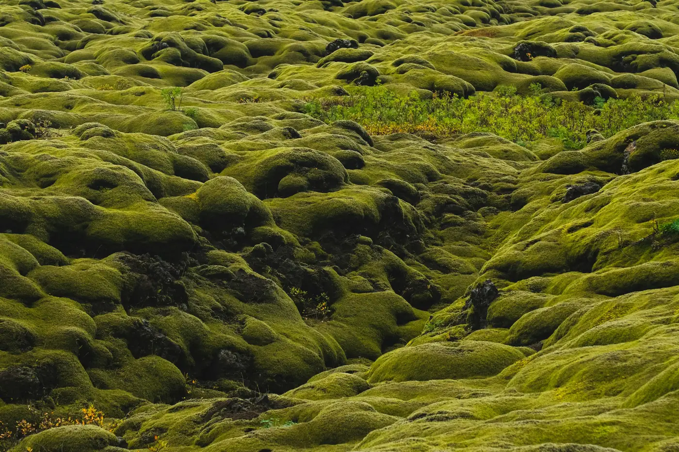 Rolling lava field thickly covered in yellow-green moss