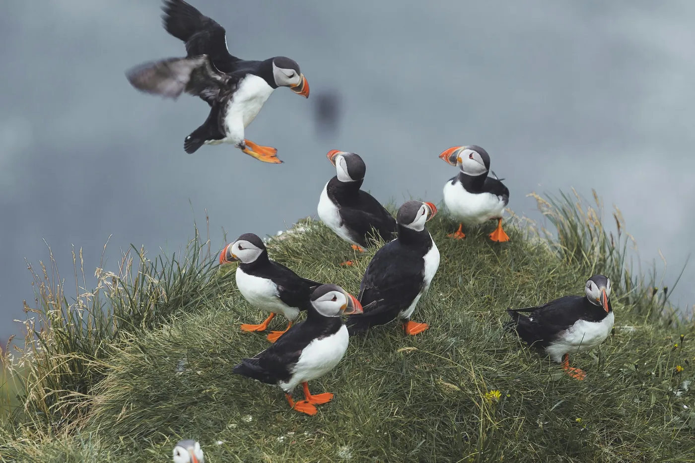 Group of Atlantic puffins on a grassy cliff edge, one landing with wings spread